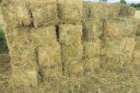 Food Grains Fodder